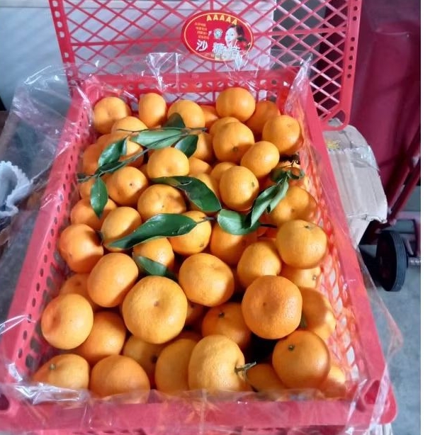 JERUK SANTANG  MADU BIRMA FRESH BARU' DATANG/keranjang