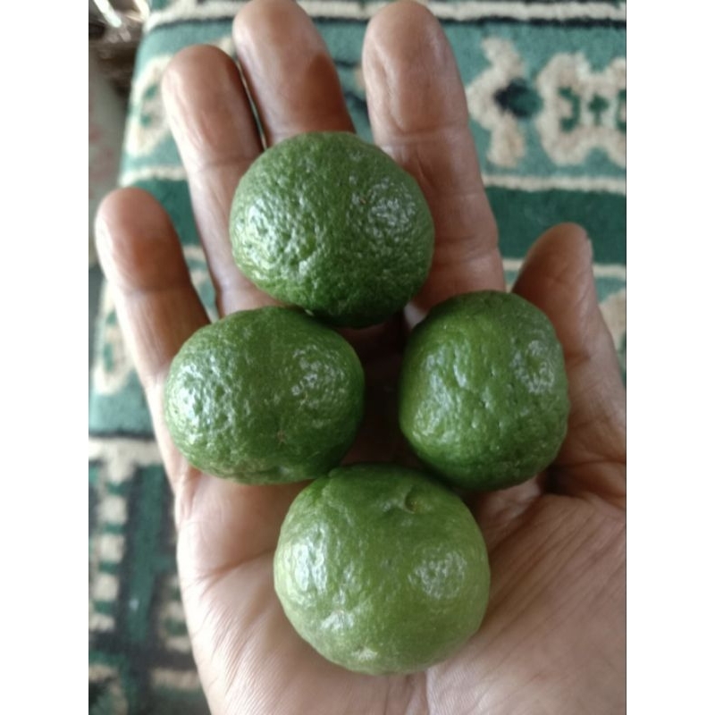 

Jeruk Limo Jeruk Limau Segar Fresh Perbuah