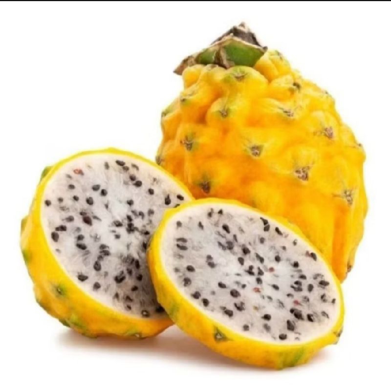 biji benih buah naga kuning import kemasan premium