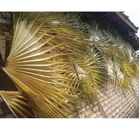 

Daun Siwalan / Lontar / Ental / Ibung / MUDA Dikirim Basah FRESH