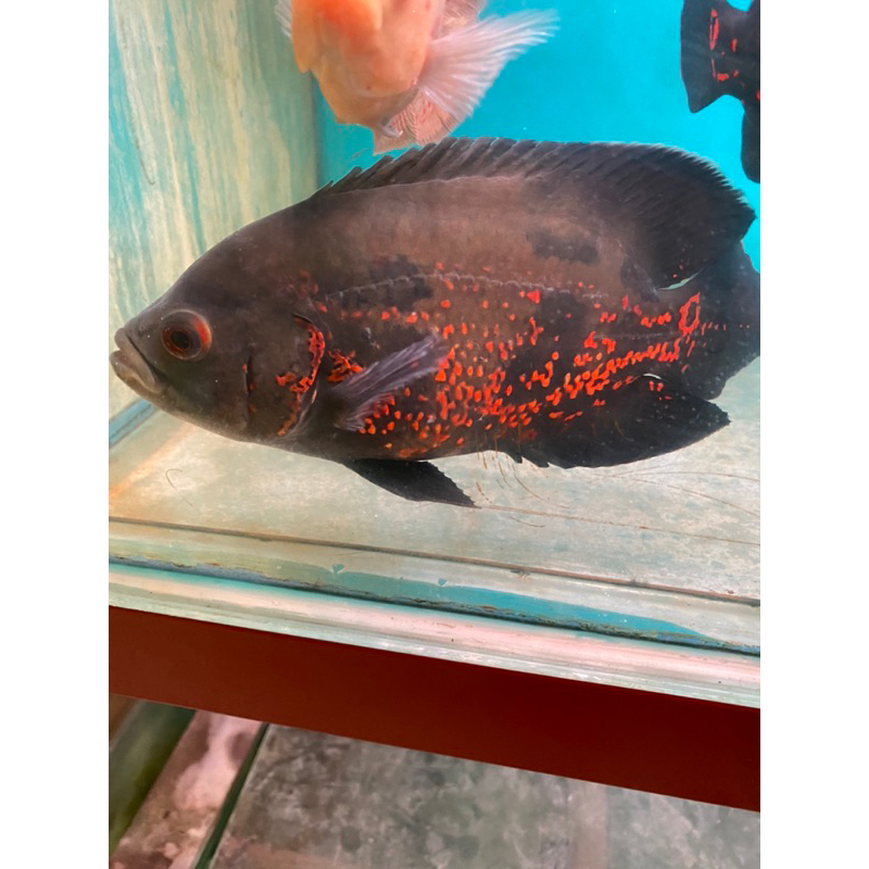 

PROMO STIKER OSC4R HITAM 13-15cm