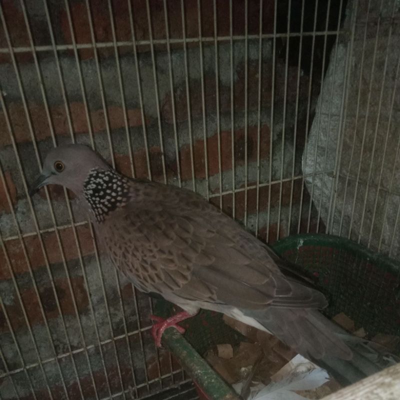 burung derkuku / tekukur kuk 3