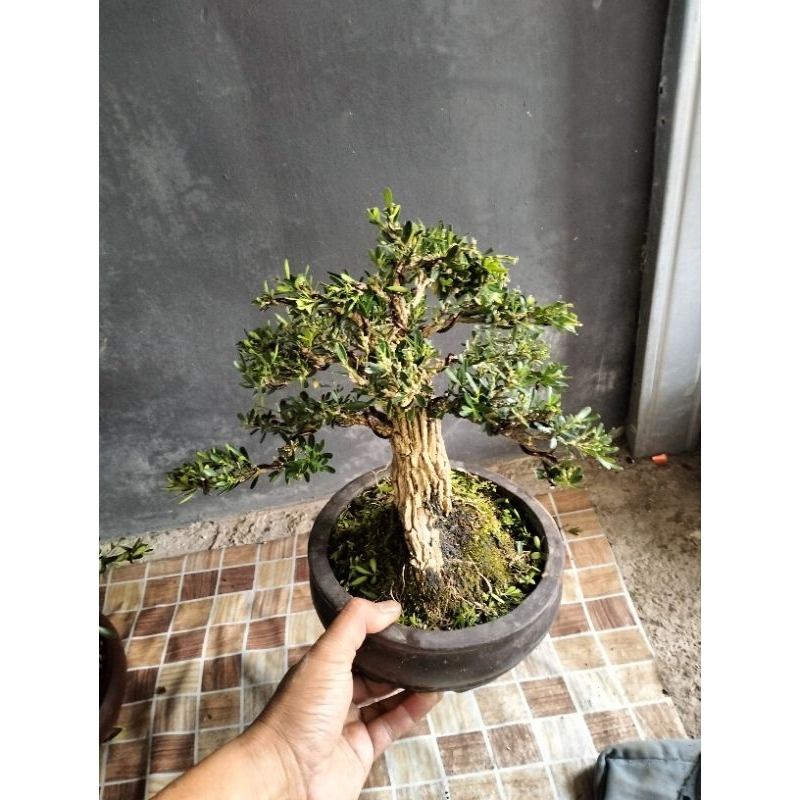 bonsai boxus jadi tinggal pajang