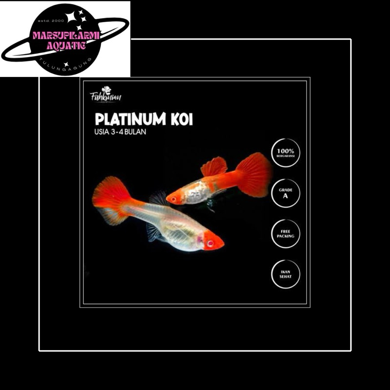 hiasan guppy platinum koi sepasang