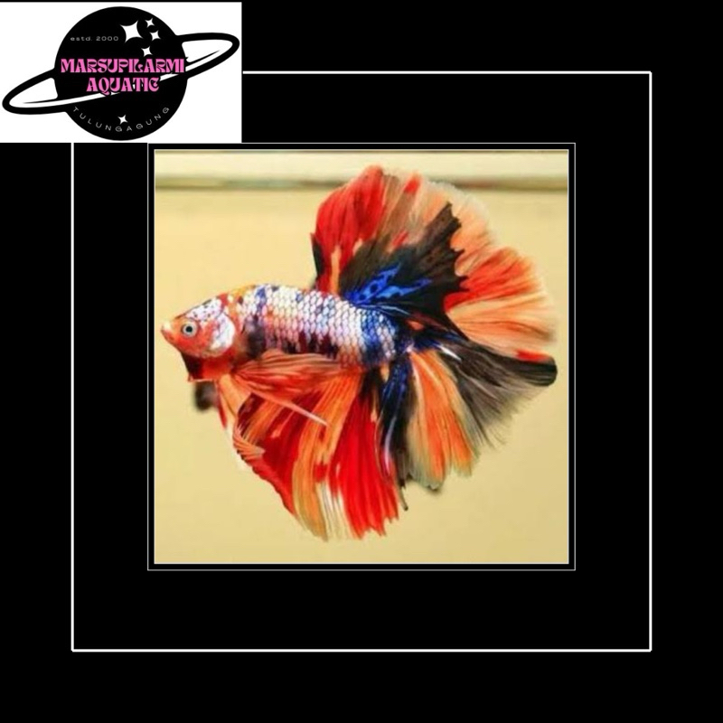 free packing halfmoon nemo multi rosetail