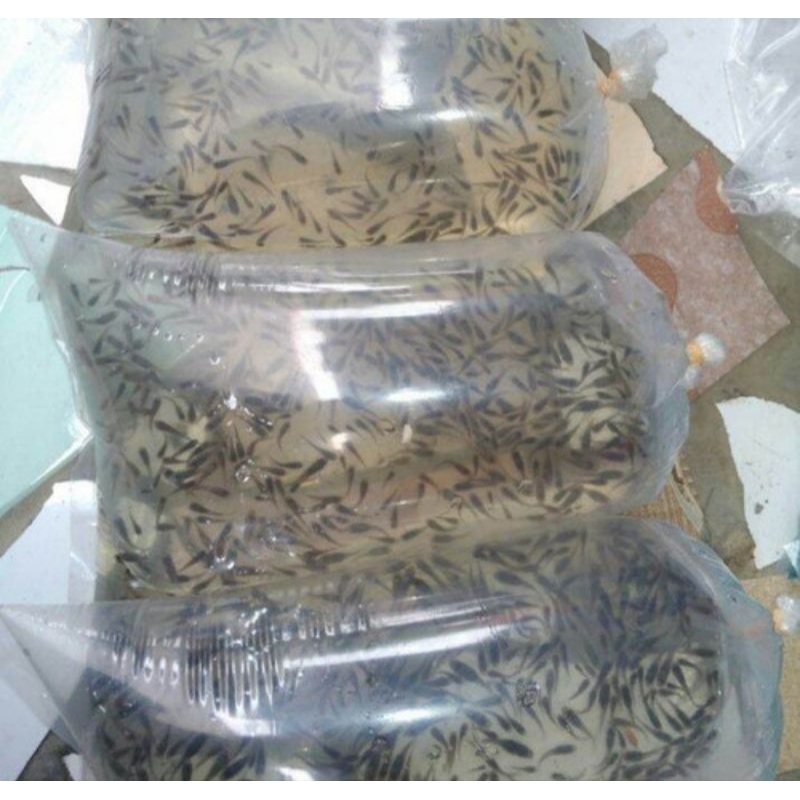 Ikan Cere/Impun Hidup, Pakan Ikan