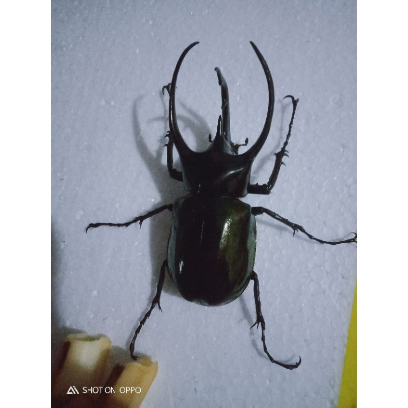 kumbang tanduk chalcosoma caucaus hidup 1ekor p10 cm jumbo