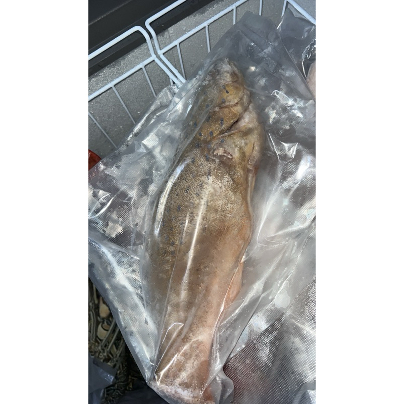 

IKAN KERAPU UTUH START 500gram