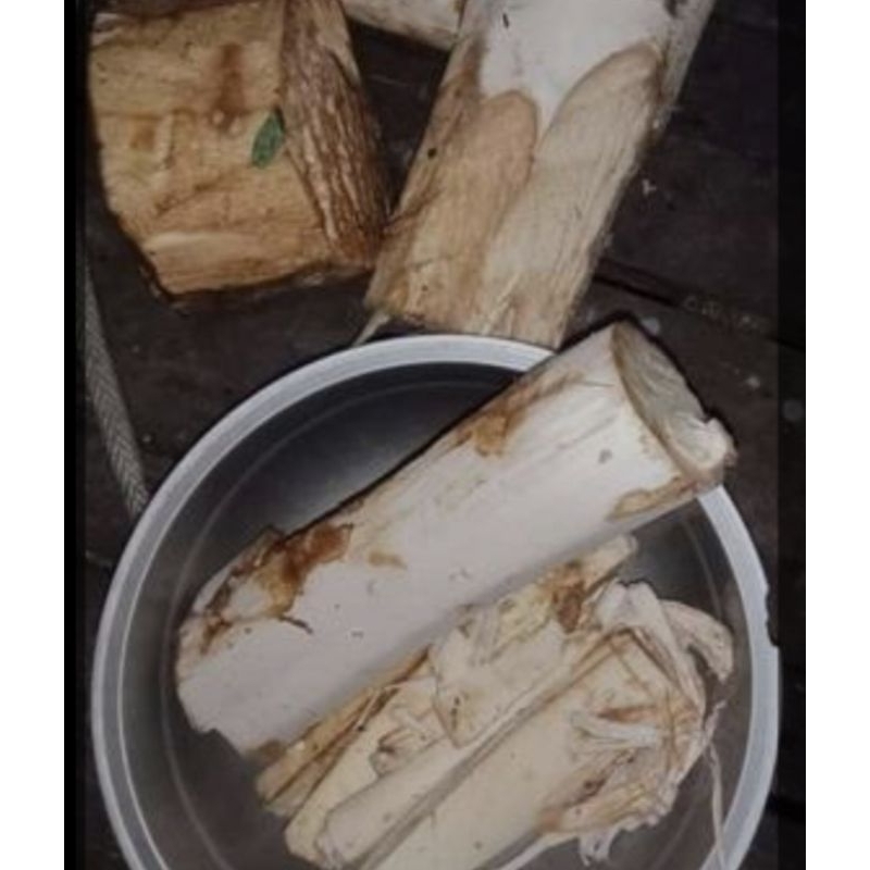 

umbut pohon aren segar 1kg untuk di sayur