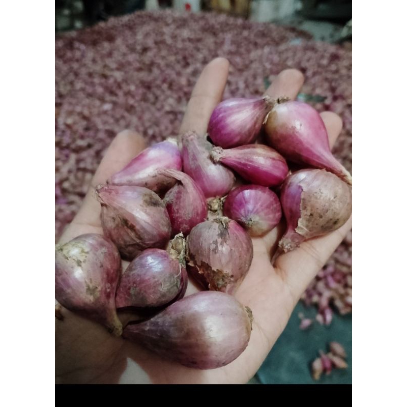 

Bawang merah tanggung kecil 1kg