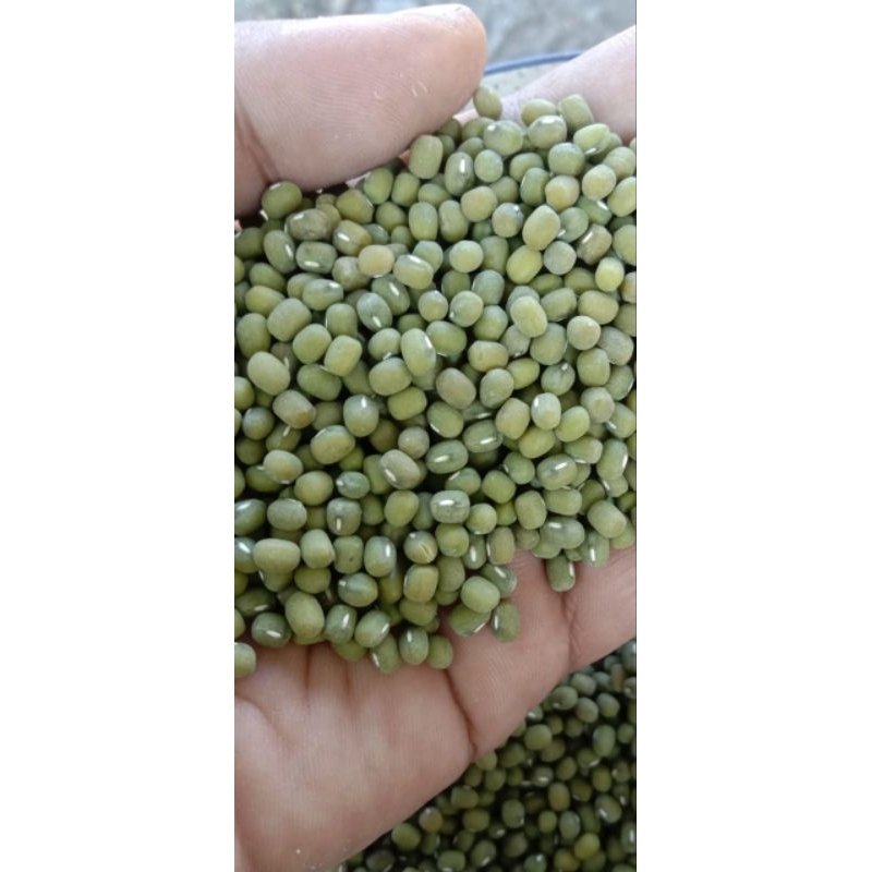 

kacang ijo super premium kemasan 1kg untuk touge /bubur