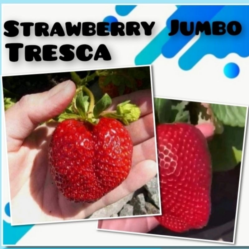 10 Benih Strawberry Jumbo Tresca Bibit Tanaman Buah F1 Unggul