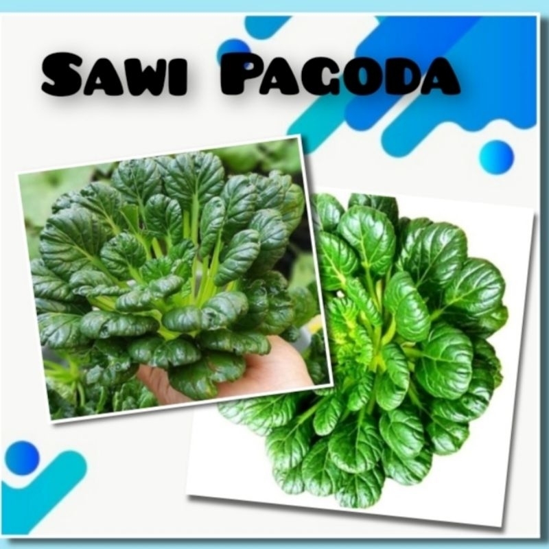 Bibit Sayuran Sawi Pagoda Benih Sayuran Sawi Berkualitas F1 Hybrida Bibit Sawi Hidroponik