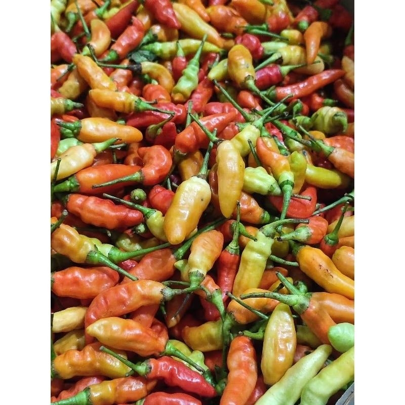 

cabe rawit fres baru petik 500gram