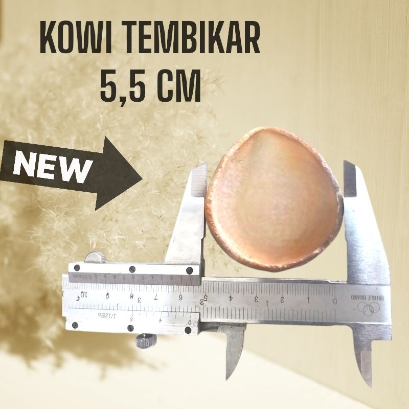 KOWI | Tembikar | Emas | Padang  ukuran 5,5 cm jumlah 10 pcs