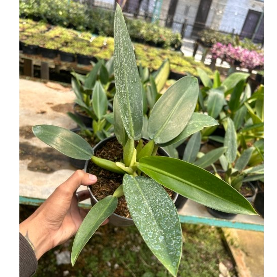 Philo Katak | Tanaman Hias Philo Katak | Philodendron Katak