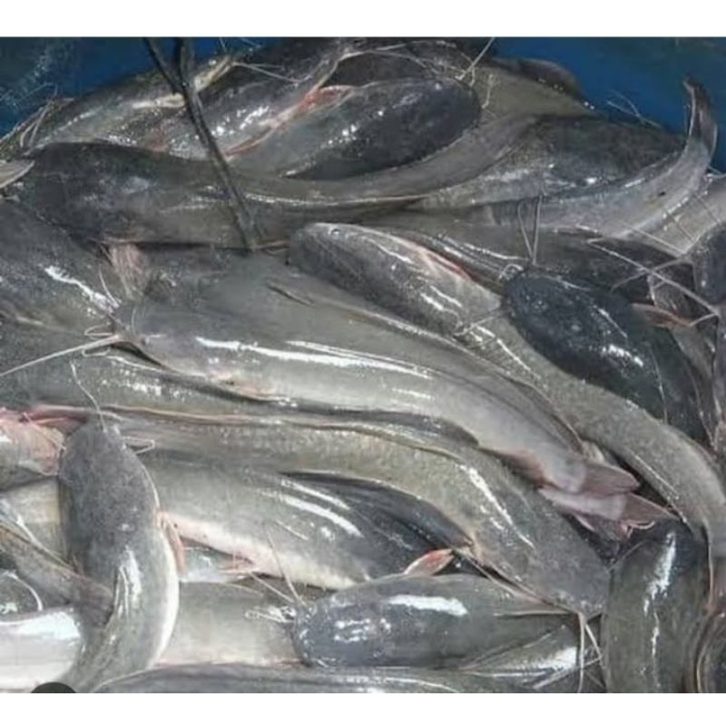 

Ikan lele hidup