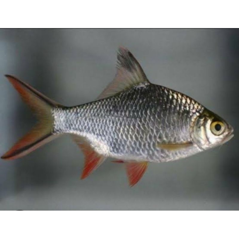 ikan hias kaviat hitam only gojek