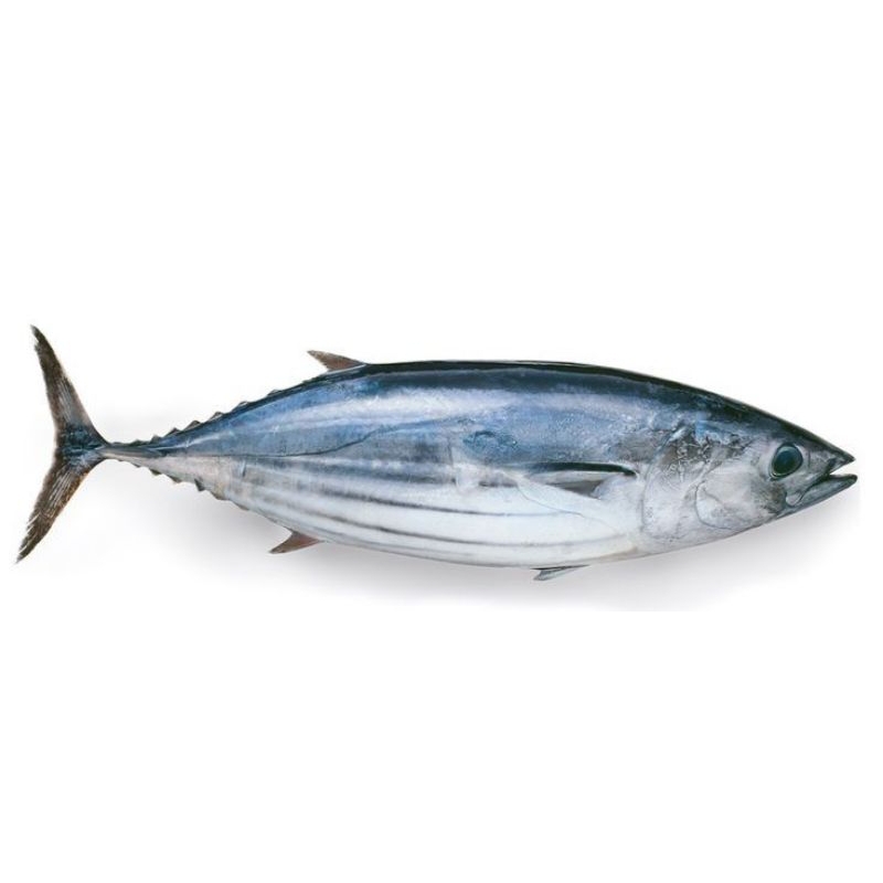 

ikan tuna fresh segar 1 kg