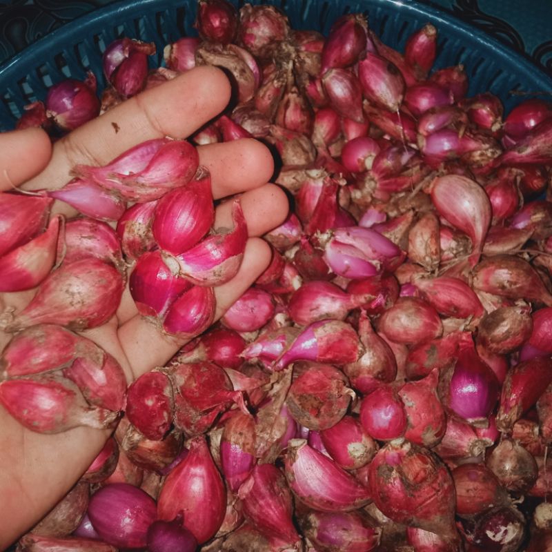

BAWANG MERAH MURAH 1KILO/BAMER MURAH/ ASLI PROBOLINGGO