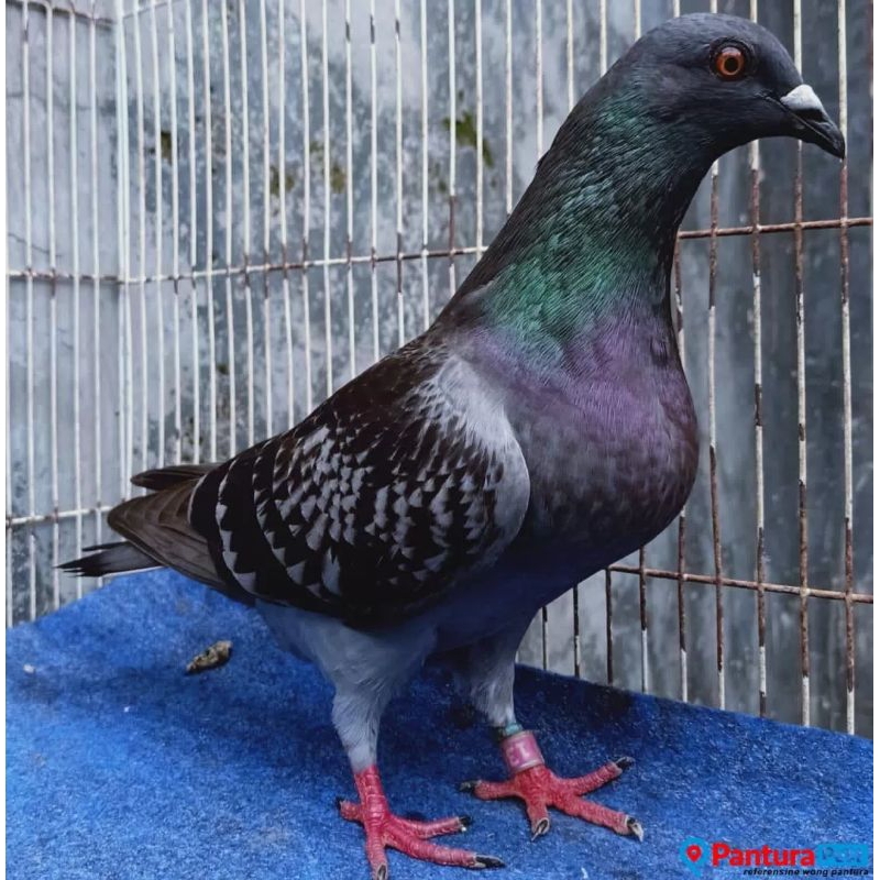 burung merpati tritis jantan