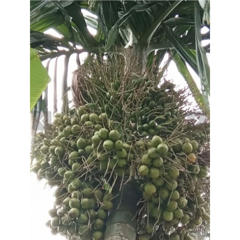 

buah jambe muda, buah pinang muda segar 1kg