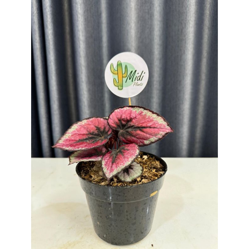 Tanaman hias begonia red velvet