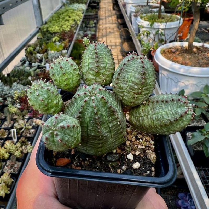 Kaktus  Euphorbia Obesa Globosa