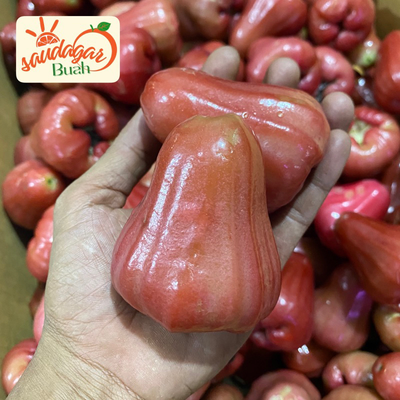 

BUAH JAMBU AIR CITRA / JAMBU AIR MANIS CRUNCHY