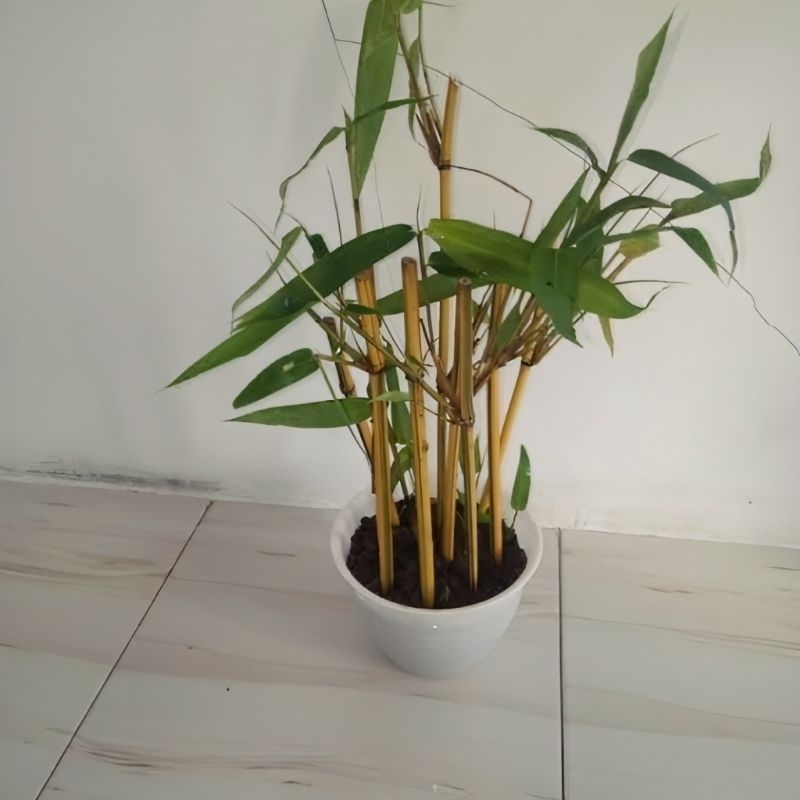 Bibit Stek Bambu Kuning panjang 30cm/Ampel kuning/bongol bambu kuning