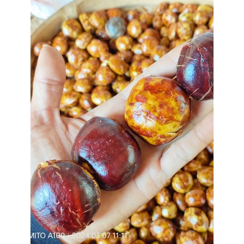 

jengkol tua pilihan super premium