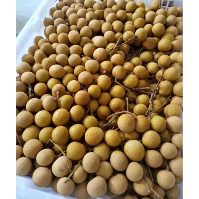 

KELENGKENG SEGAR 1KG TEBAL