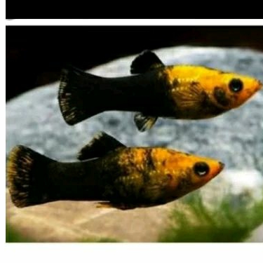 

HIASAN AQUARIUM - PLATY GOLDEN BLACK UKURAN 3 CM