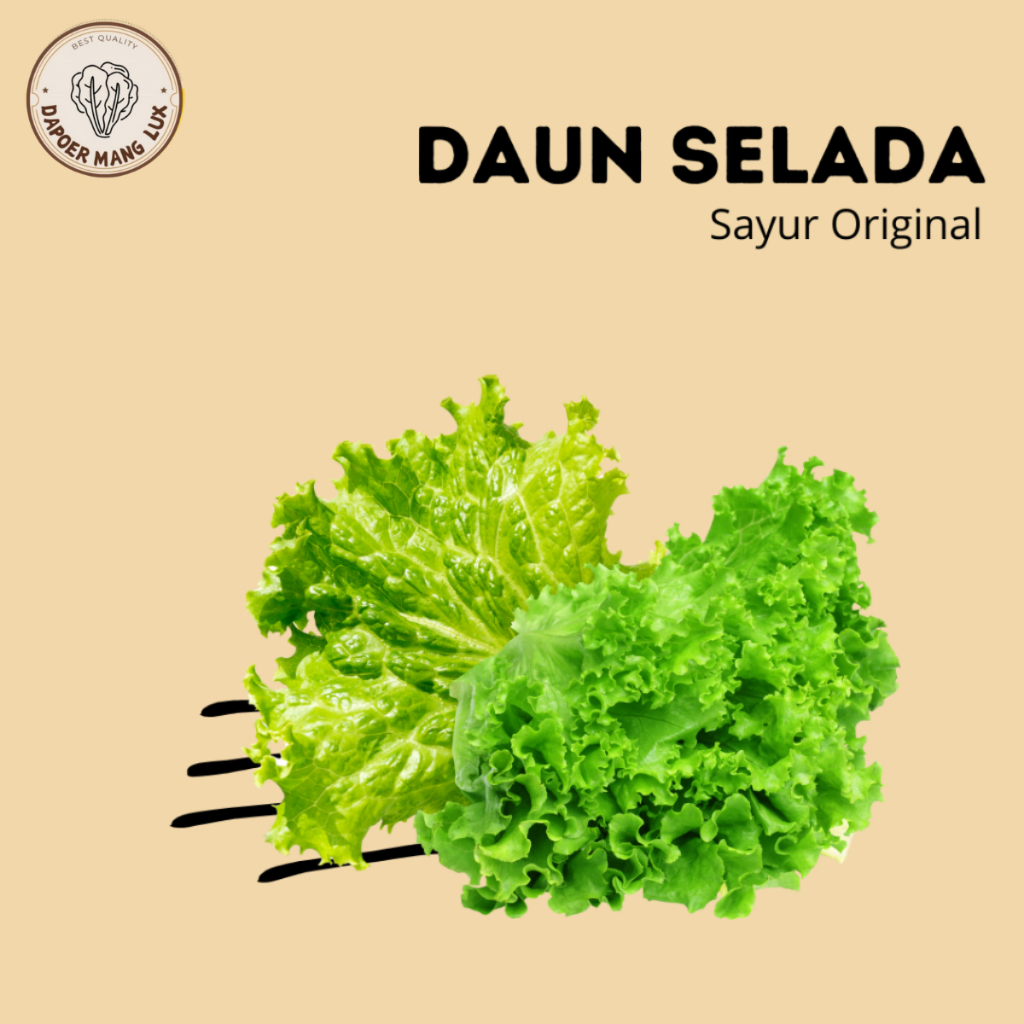 

SELADA FRESH BEST QUALITY