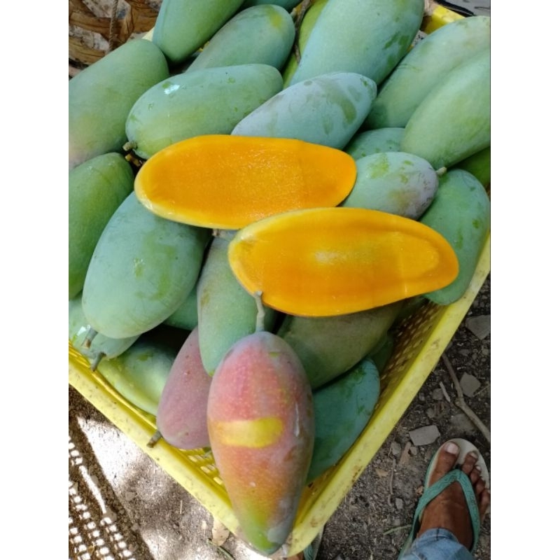 

mangga kiojay isi 3 berat 500-600 gram