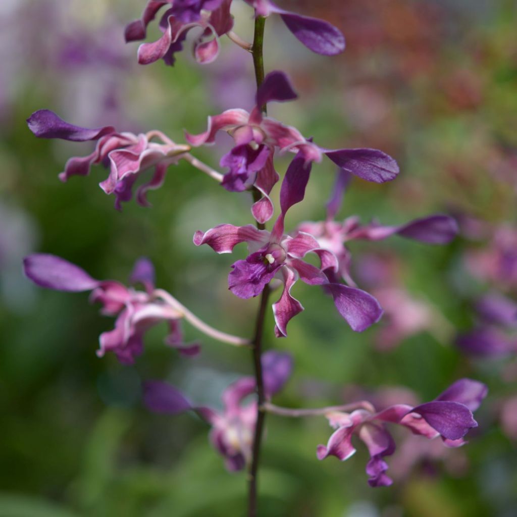 tanaman anggrek dendrobium bunga bulat blue spin