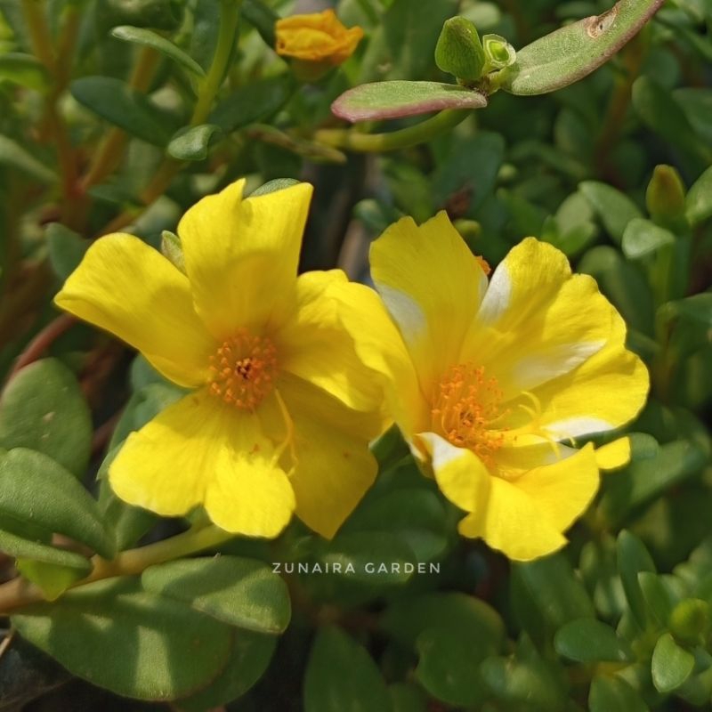 Krokot : Duna Yellow Star