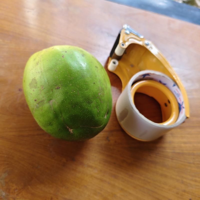 

kedondong jumbo segar fress petik dari pohon 1 kg