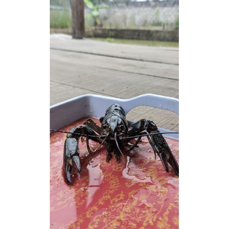 

Bibit Lobster air tawar dewasa jantan