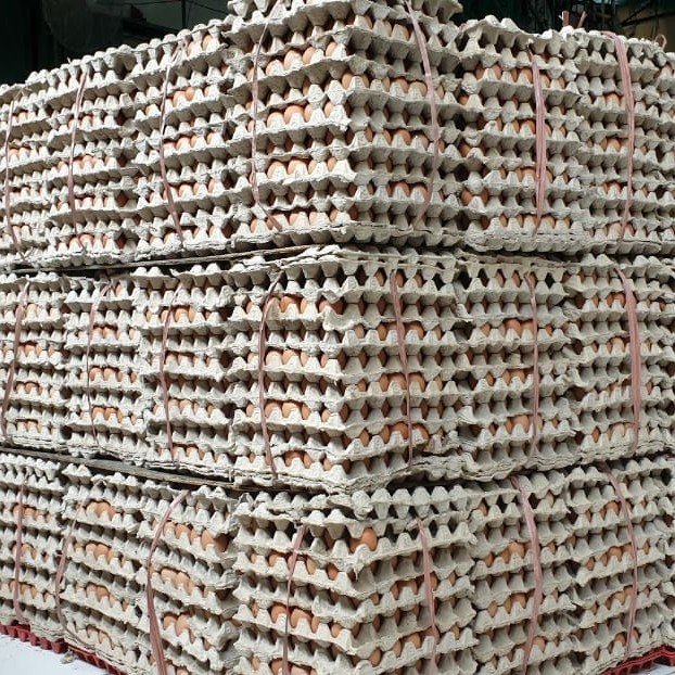 

RB Telur Ayam Negeri OMEGA 3 - 30 Pcs GRADE A Fresh Bersih Kualitas Terbaik