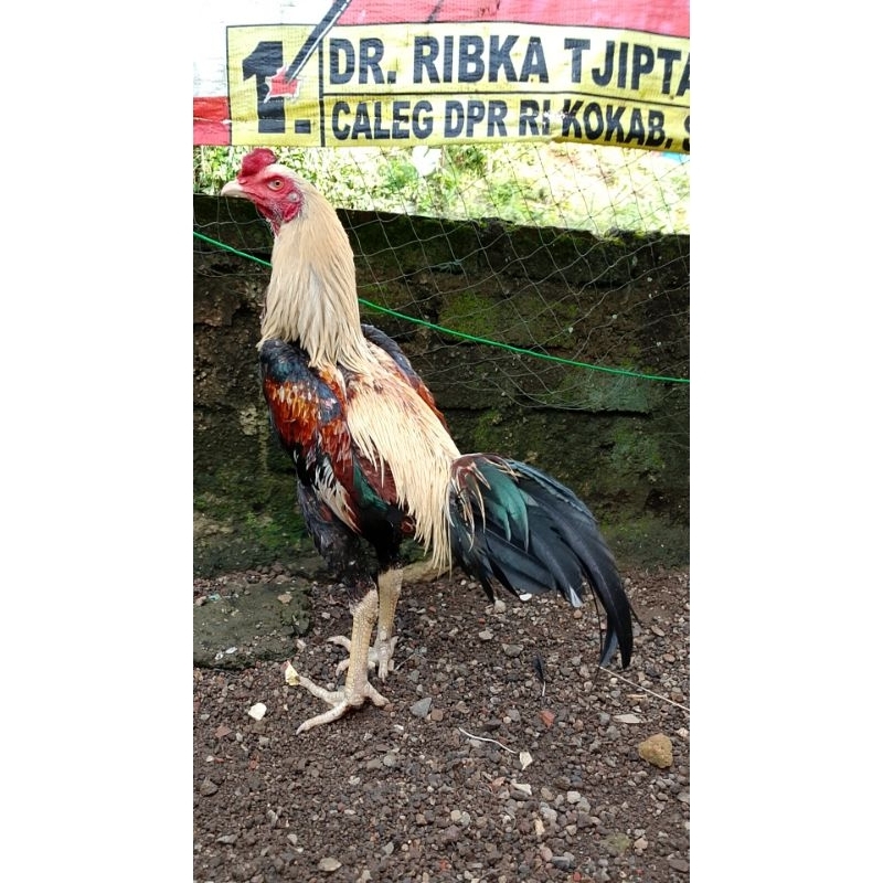 Ayam bangkok silangan pama jumbo muda gress tulangan super istimewa trah juara