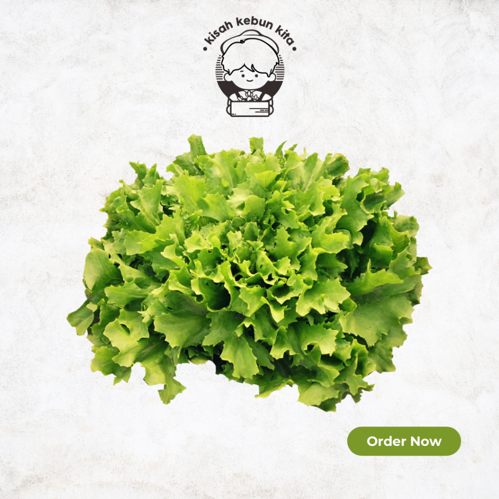 

SELADA KERITING | 250 GRAM - 1 KG