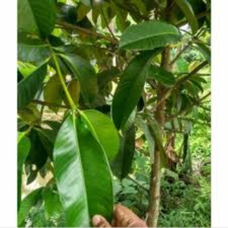 

daun manggis segar 500g