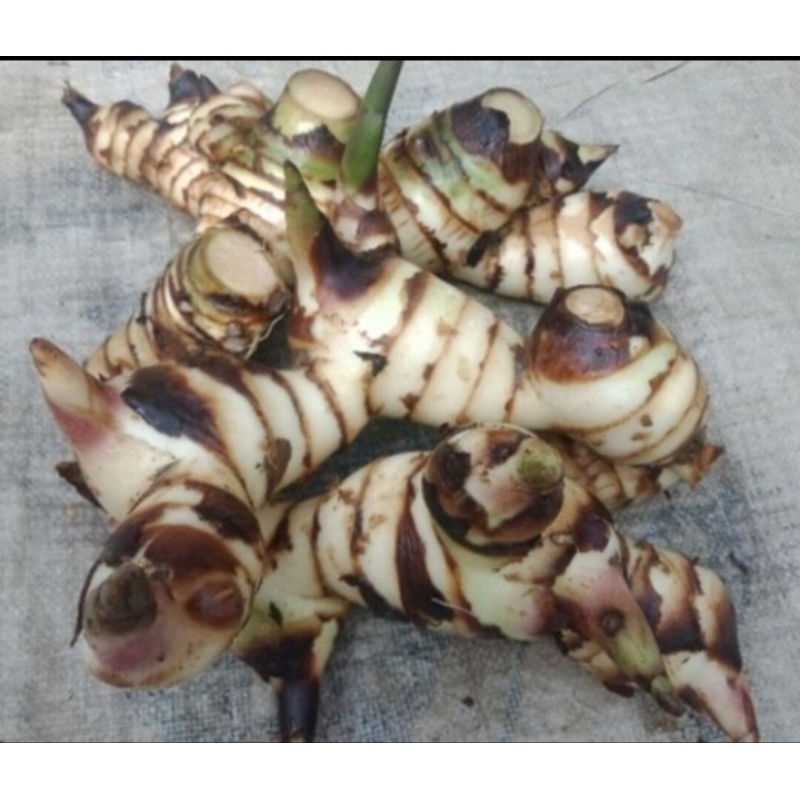 

Umbi ganyol putih segar 1kg fresh bisa untuk bibit