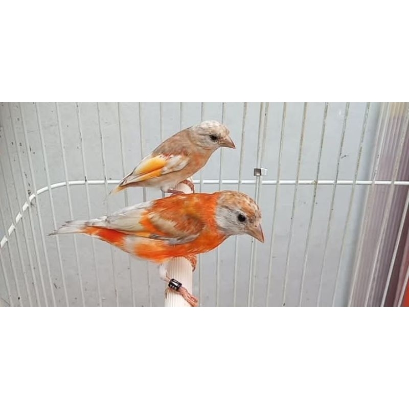 red siskin Doble dilute Sepasang siapan