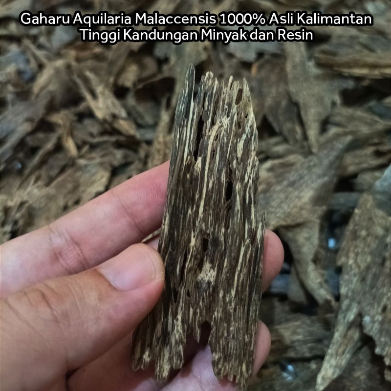 (Diskon 50%) Kayu Gaharu Super Aquilaria Malaccensis Gaharu Asli Buhur Bukhur Dupa Arab Kwalitas Ara