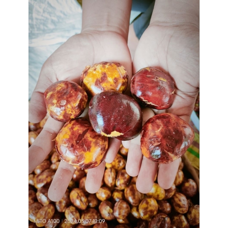 

jengkol sultan premium 1kg