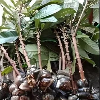 Fresh cangkok mamey sapote jenis “magana”