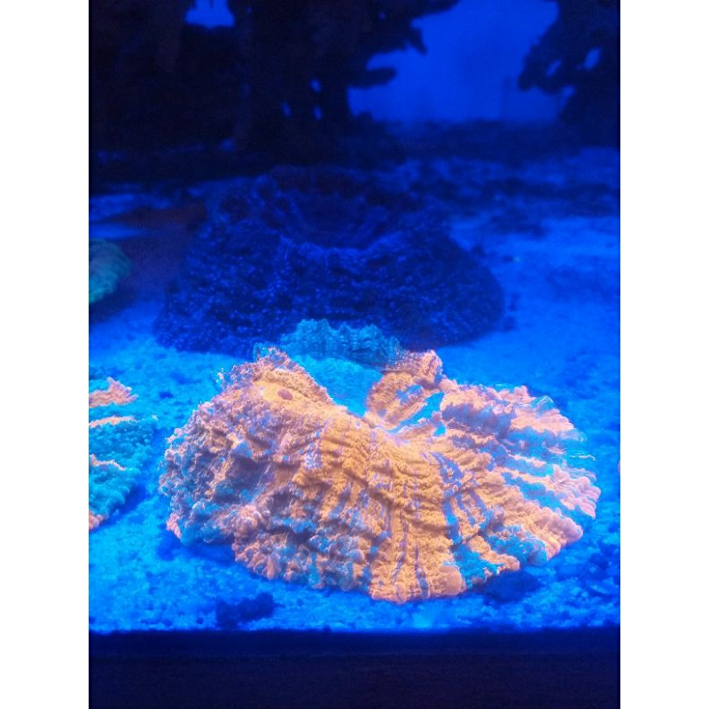 

donut poleng grade A