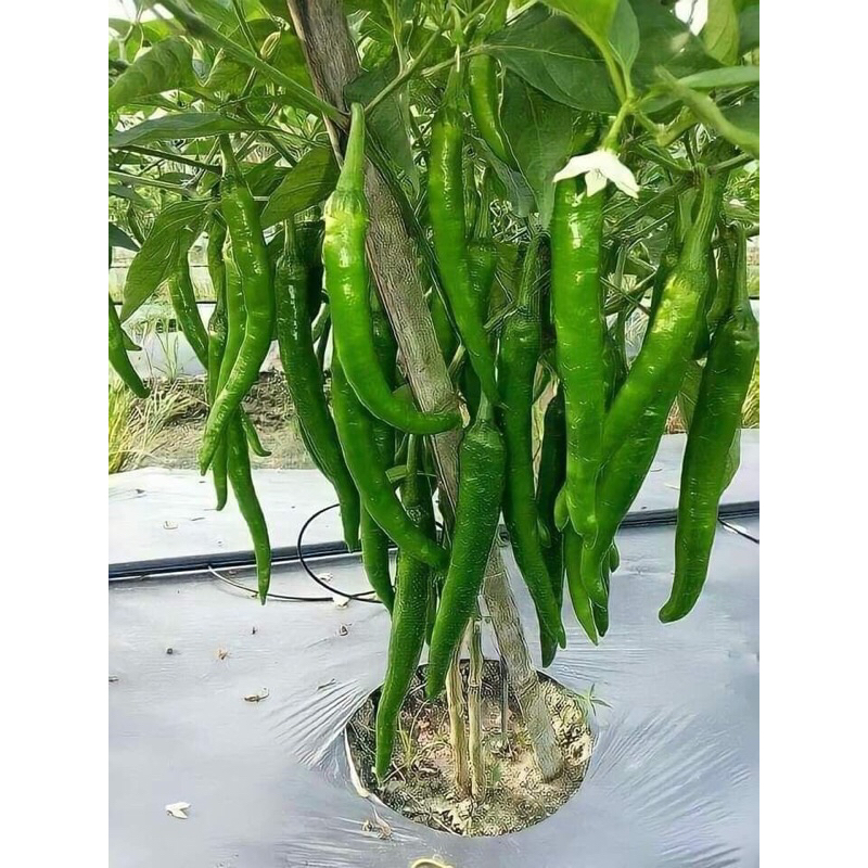 

Cabe hijau gunung 100g